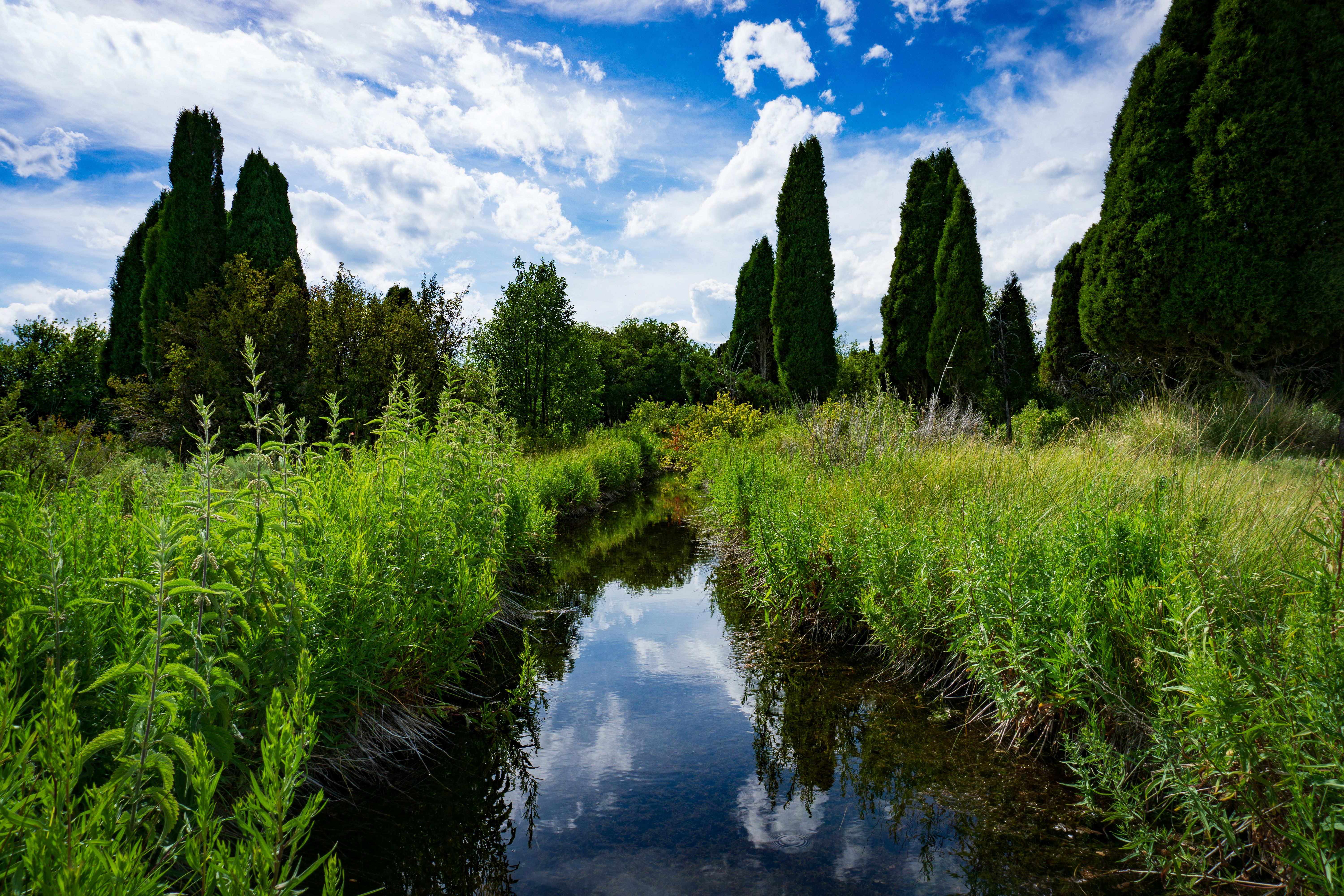 water stream flows through spring foliage
