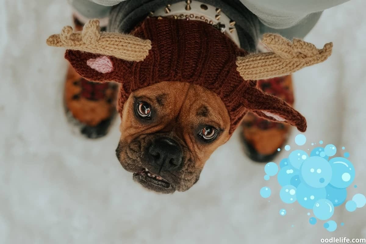 Boxer dogs are active and need more grooming than you might expect