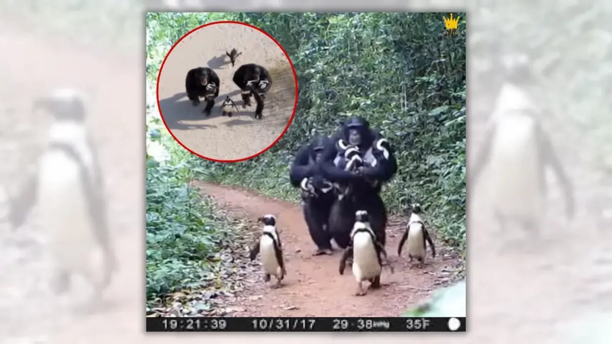 Screenshot of image from Facebook post of a couple of chimpanzees carrying penguins along a path in a green jungle while three other penguins walk alongside them. There's an inset image of chimpanzees carrying penguins on a sandy beach