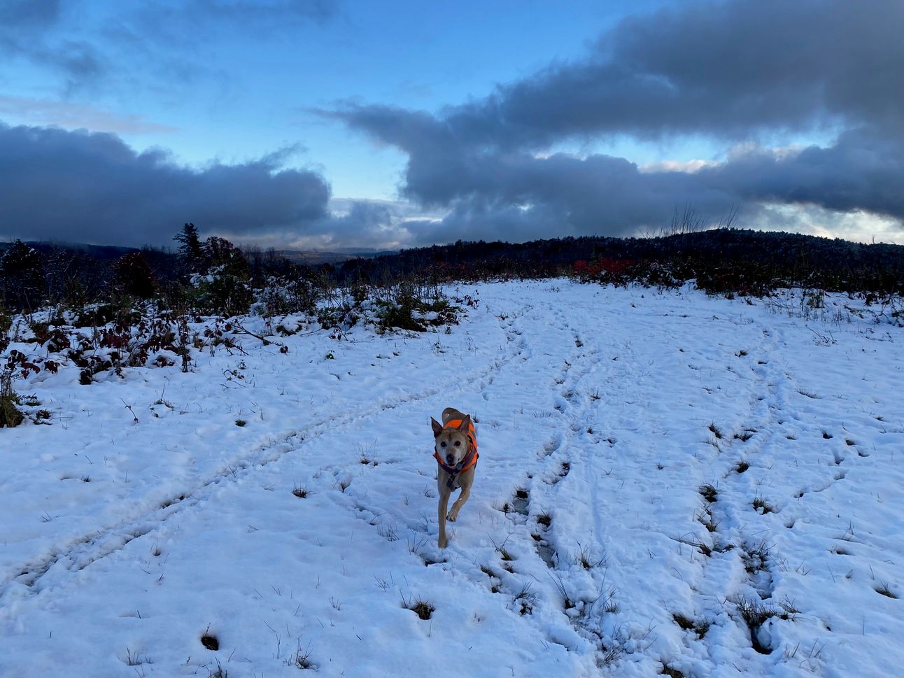 Nessa in mid-leap, legs extended, on a snow-covered ridgetop under a sky full of dark clouds.