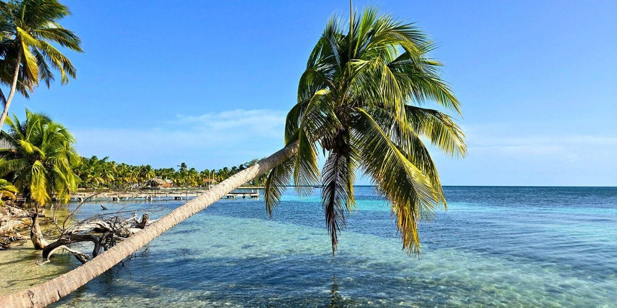 Palm trees at a resort