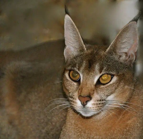 caracats-breed2-600x587