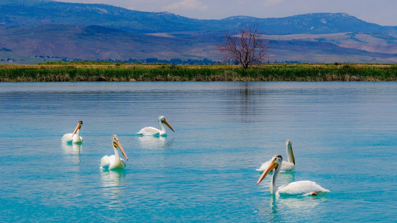 pelican birds on water at bear lake