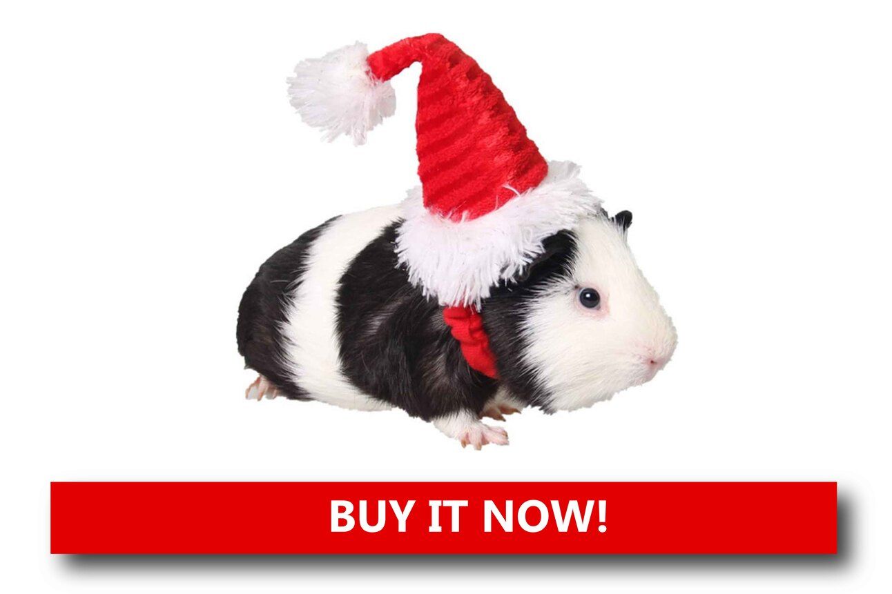 Mini Santa Hats and Holiday Outfits Alt text: A small ferret wearing a red Santa hat and green elf collar, standing on a holiday blanket beside a mini Christmas tree.