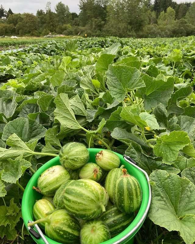squarerootfarm on Instagram