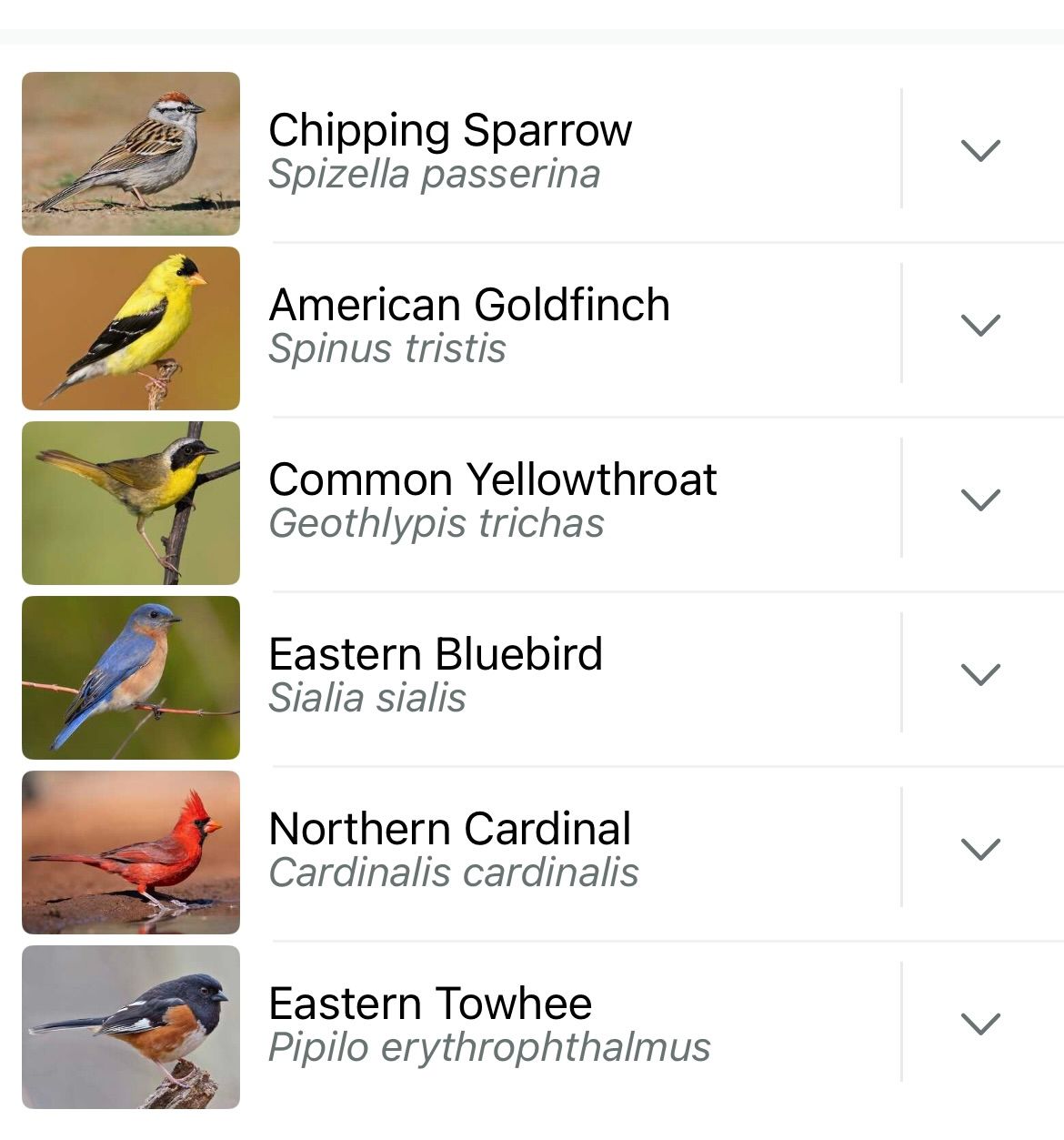 list of birds: chipping sparrow, goldfinch, common yellowthroat, eastern bluebird, cardinal, towhee