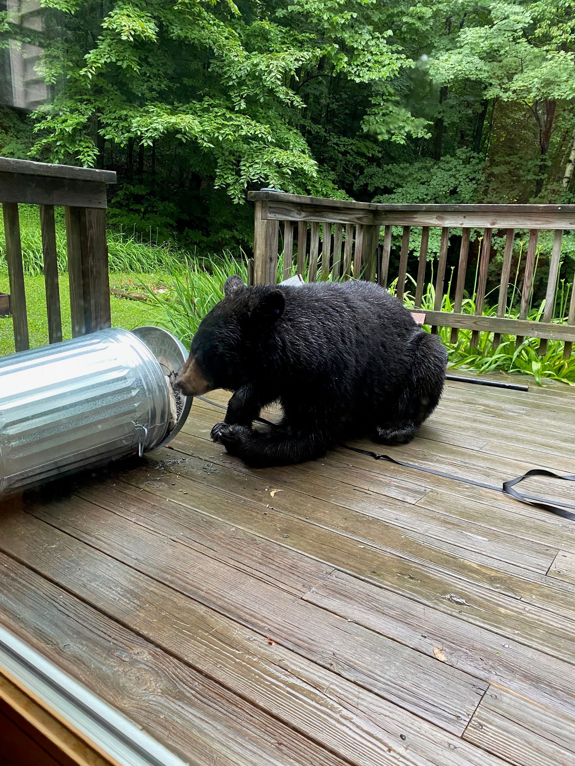 A large black bear lying on my porch, nosing opening a large can of birdseed, which is tipped onto its side.