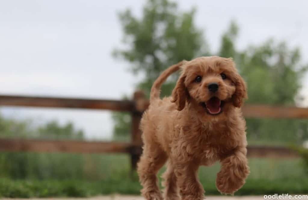 a tan cavapoo puppy stuts proudly
