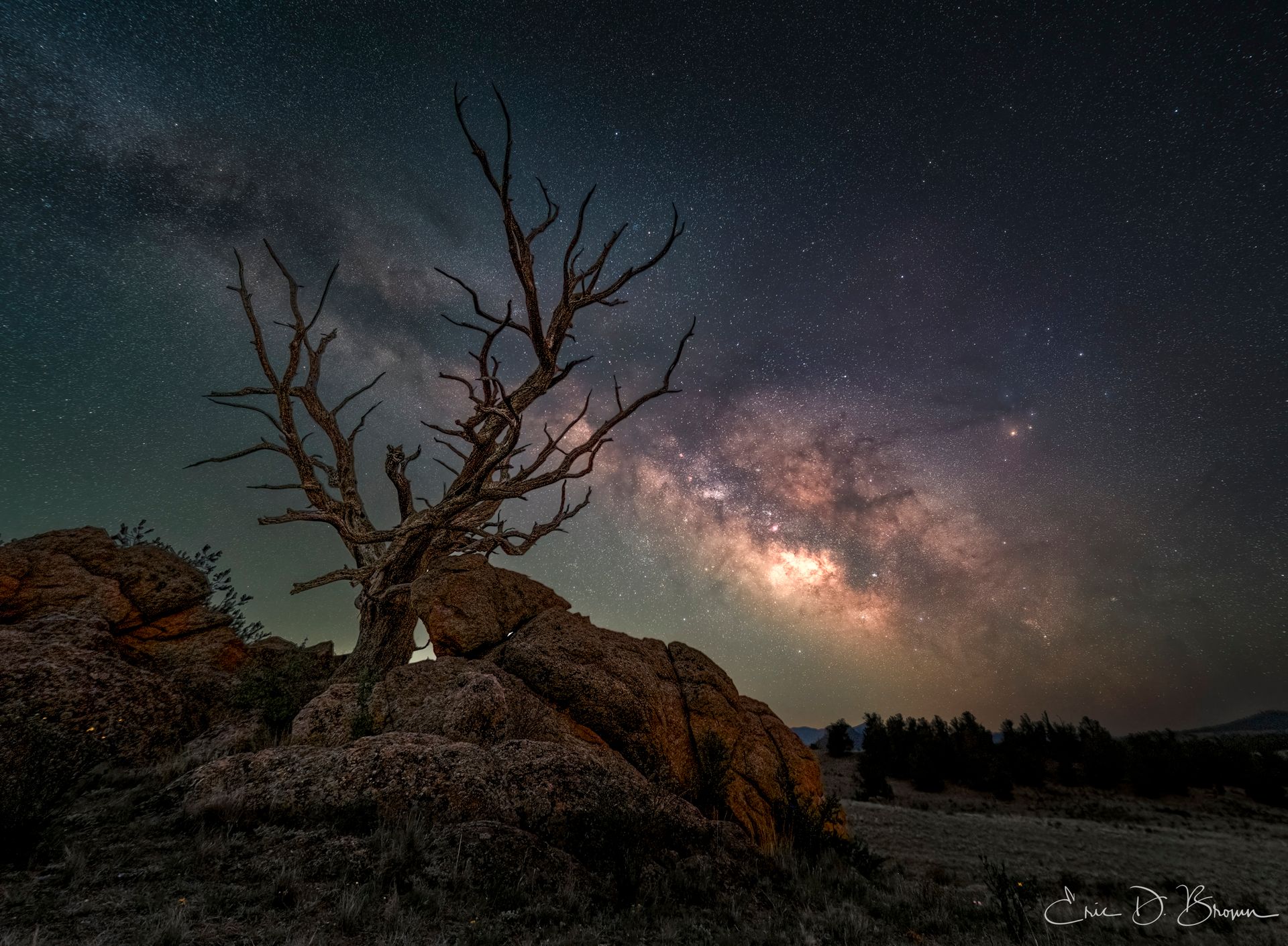 A dead tree with bare, gnarled branches stands among large boulders beneath a night sky filled with the Milky Way galaxy, its glowing core visible behind the silhouetted branches.