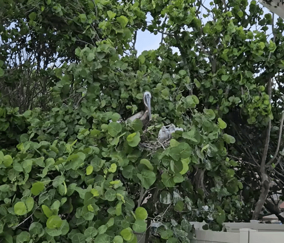 a mother pelican and her chicks in a tree