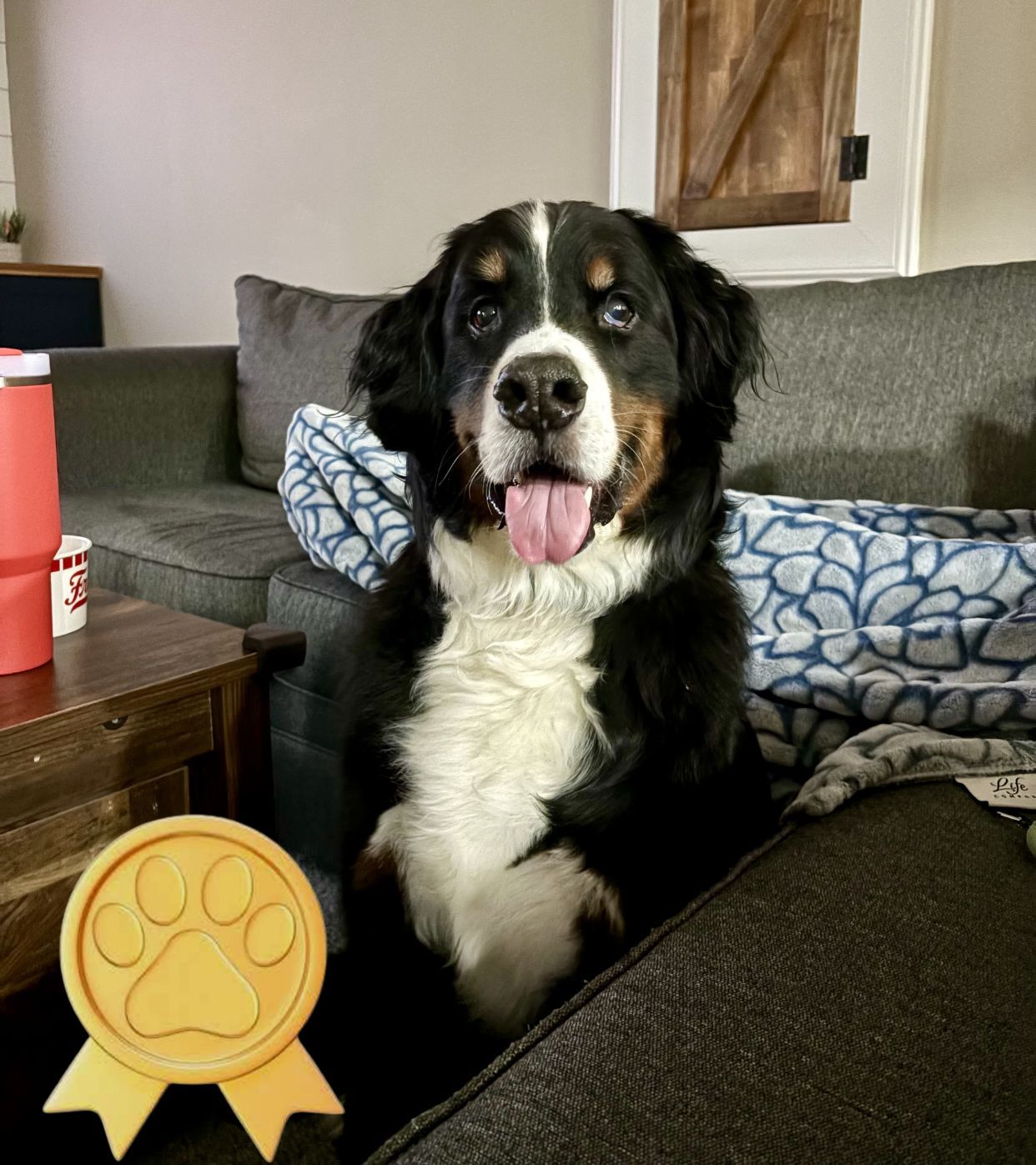 maverick the bernese mountain dog