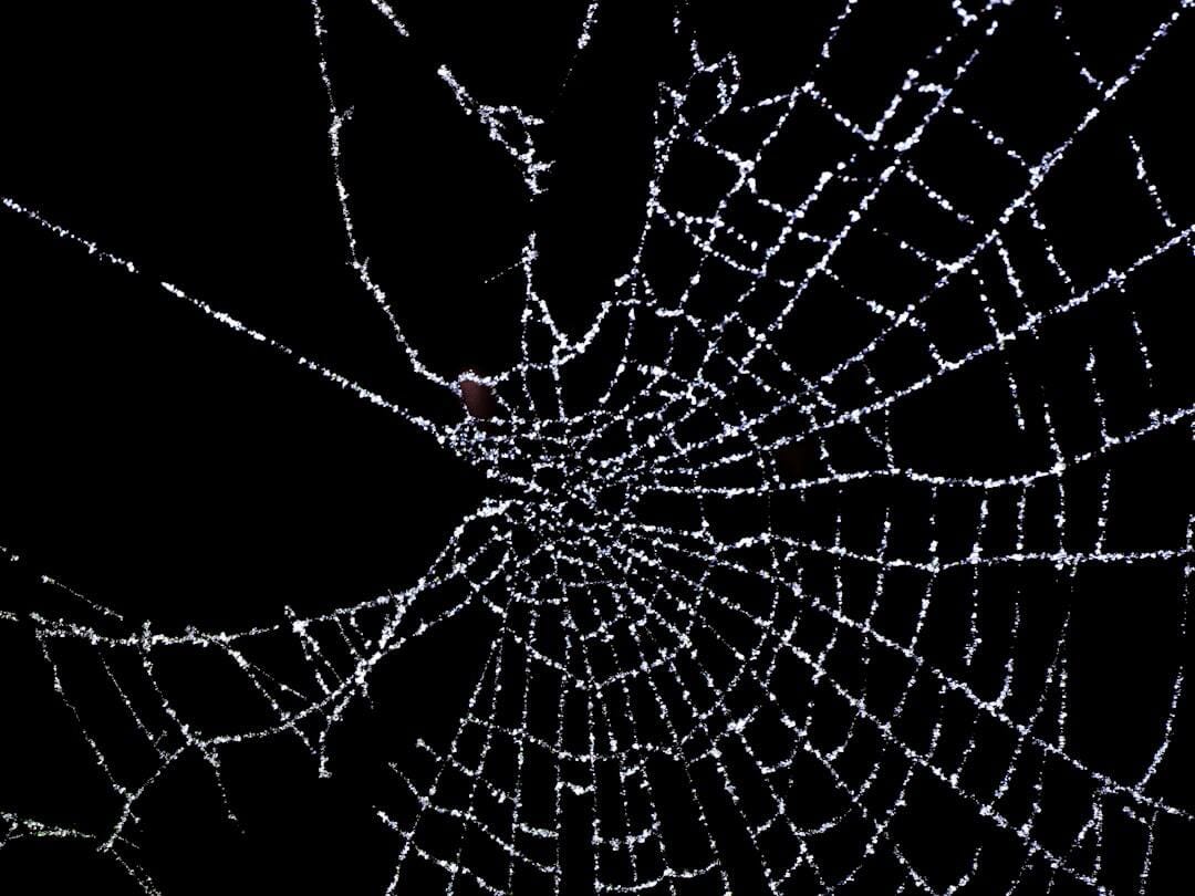 spider web with dew drops on black background