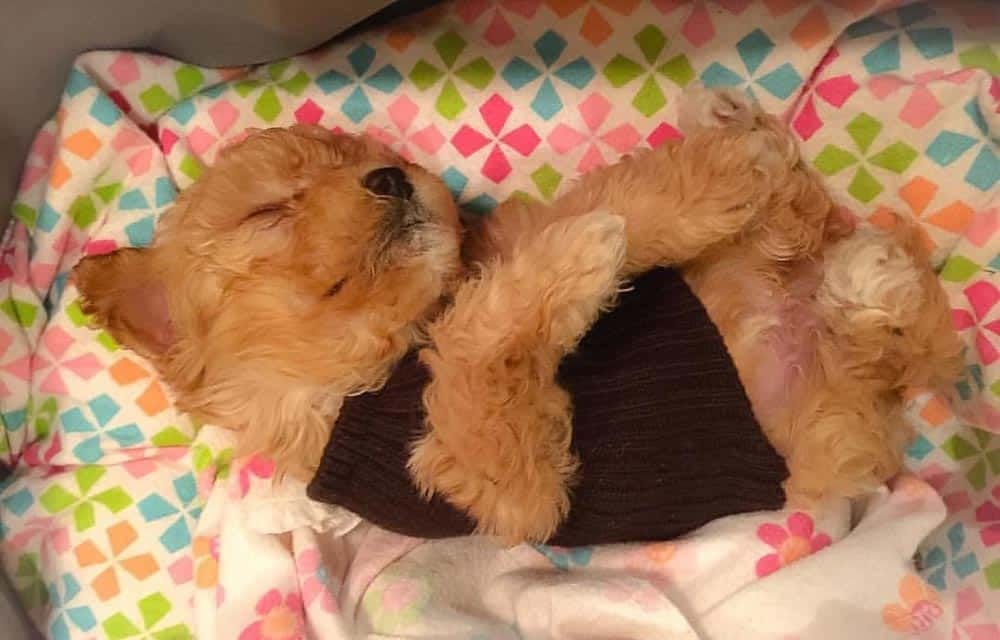 How Do You Brush a Maltipoo Hair - Care Tips 2