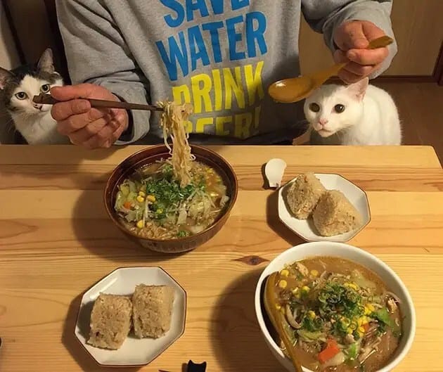 gatos-observando-humanos-cenar-naomiuno-7