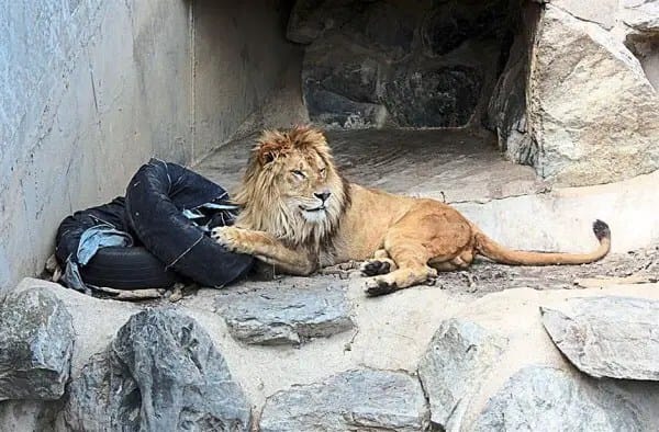 Zoo-Jeans-Japan-600x394
