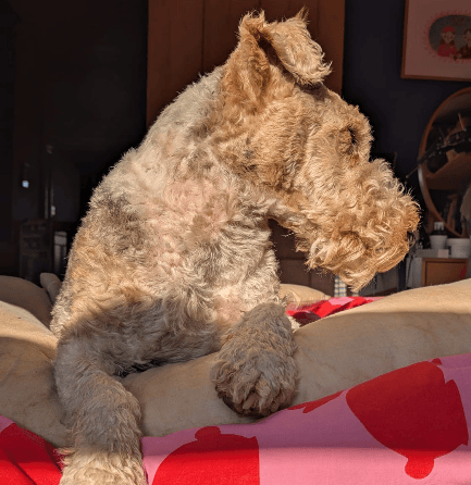 A fox terrier lying on a bed in the sun.