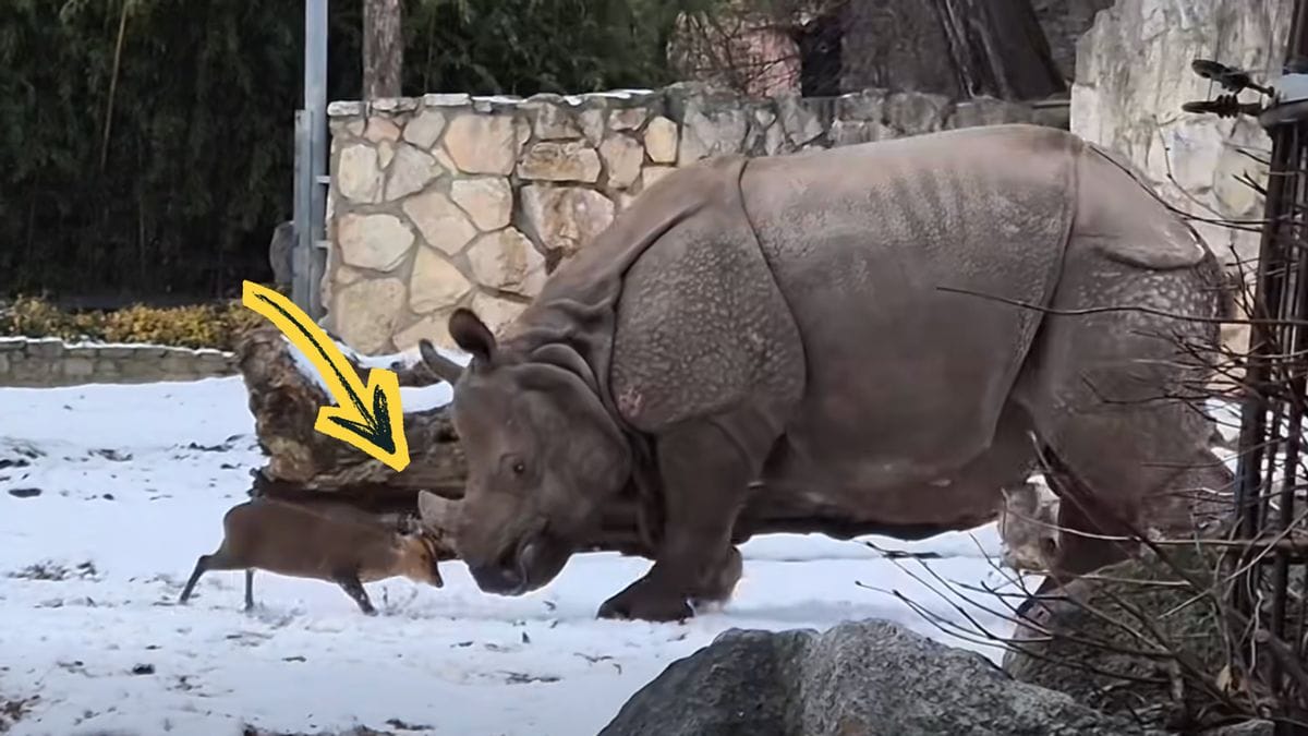 From left to right, a small deer and rhino appear to headbutt each other. A yellow arrow points to where the two animal's heads meet.