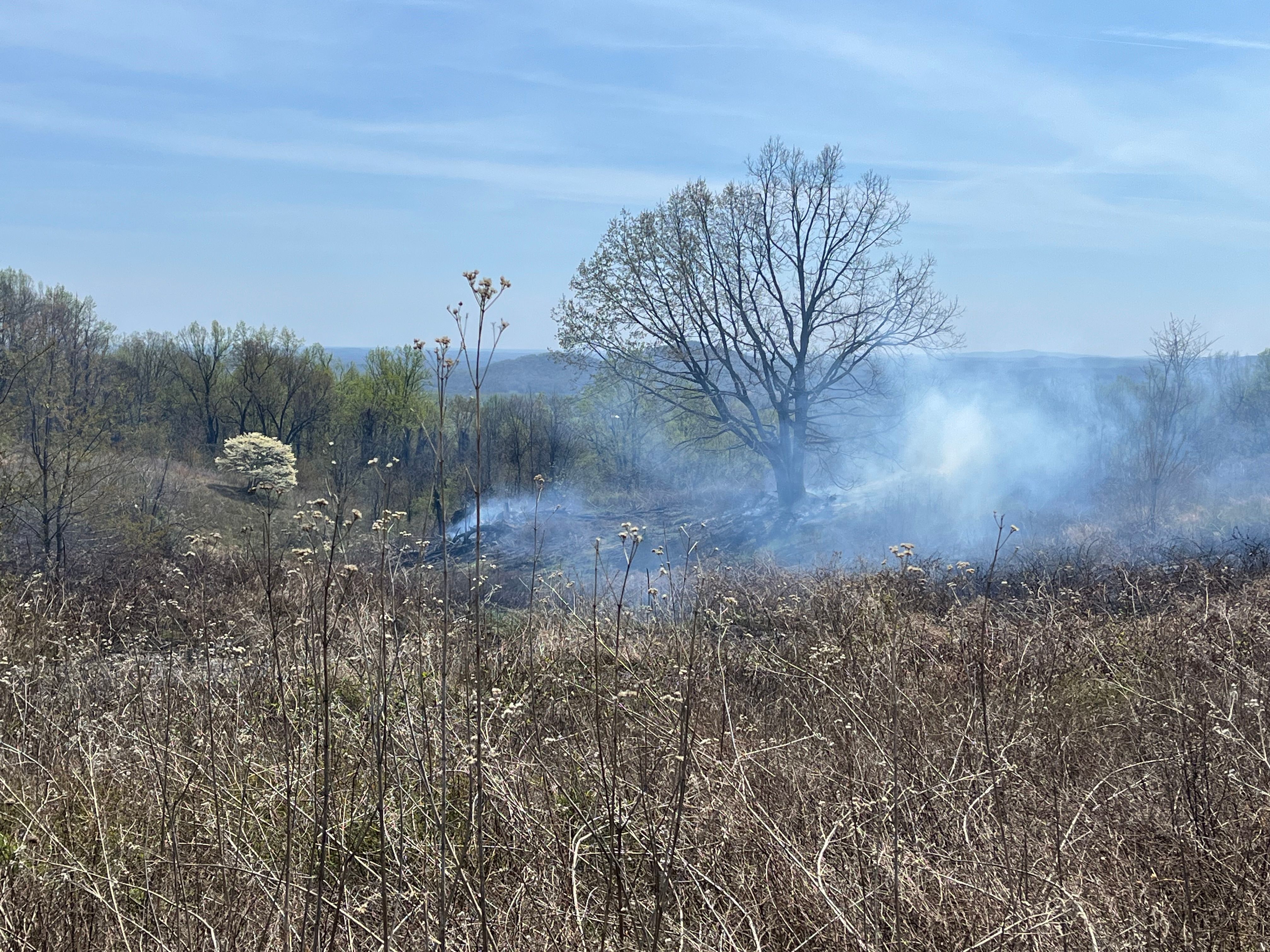 seen from a distance through tall brown dry vegetation, an oak tree sits in the midst of smoke that swirls on the ground. A blooming dogwood is in the background out of the burn area