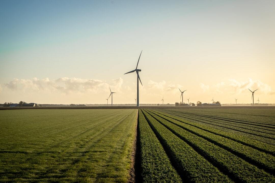 Windmills behind a field of not blooming tulips in the Netherlands