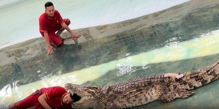 Crocodile Show at Phnom Penh safari