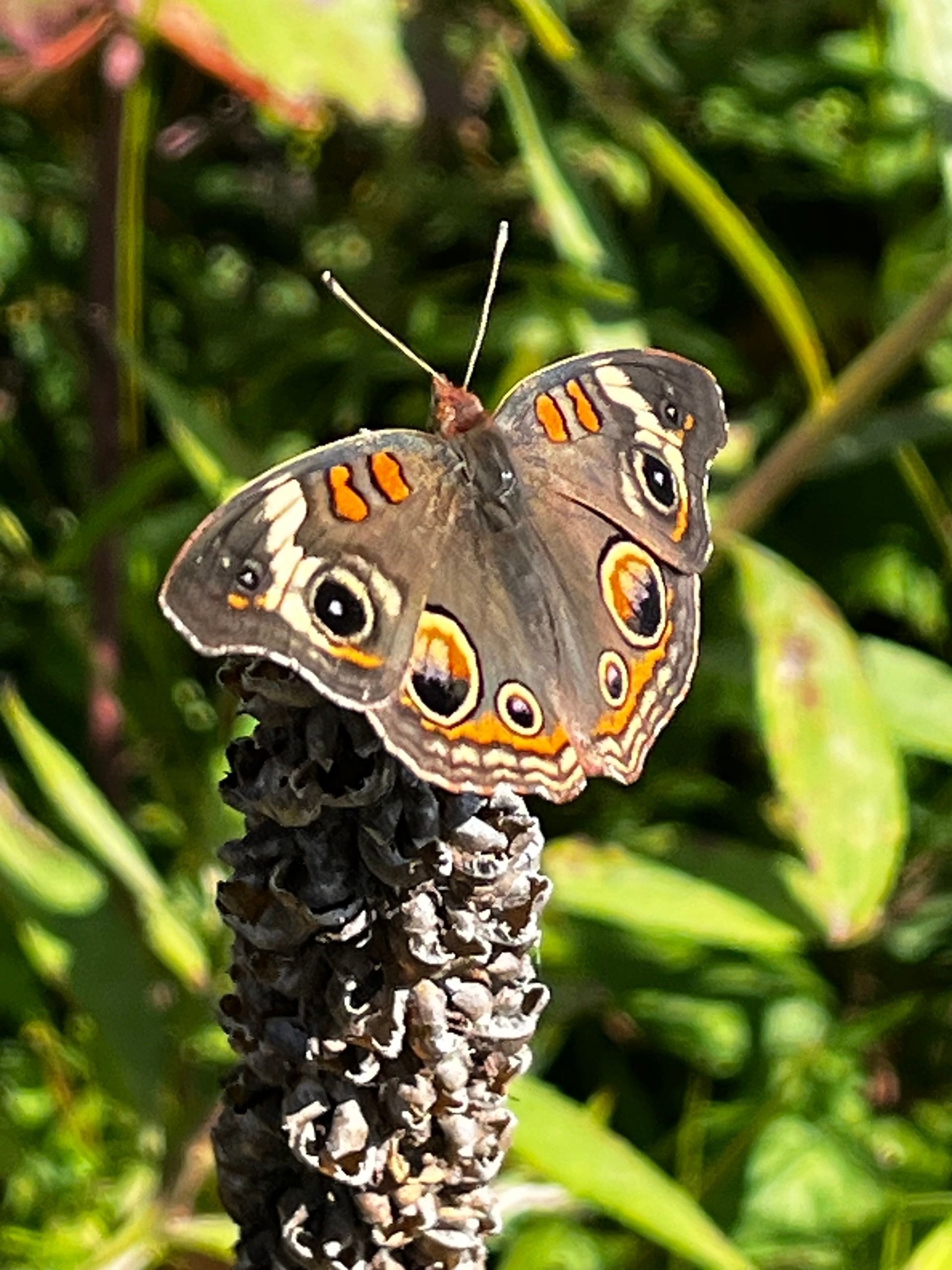 Closeup of buckeye, a butterfly that is brown with orange and black spots that resemble eyes. It's standing on a bare stem of mullein that has no flowers or seeds.