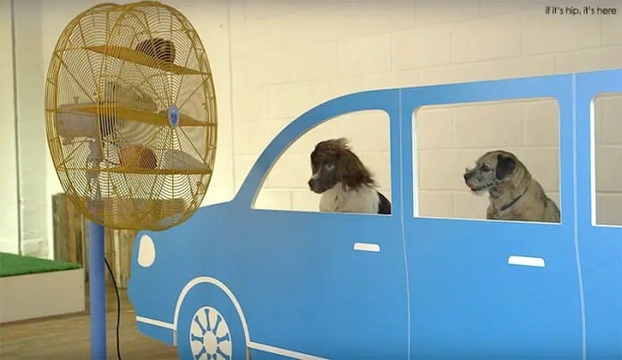 cruising-canines1
