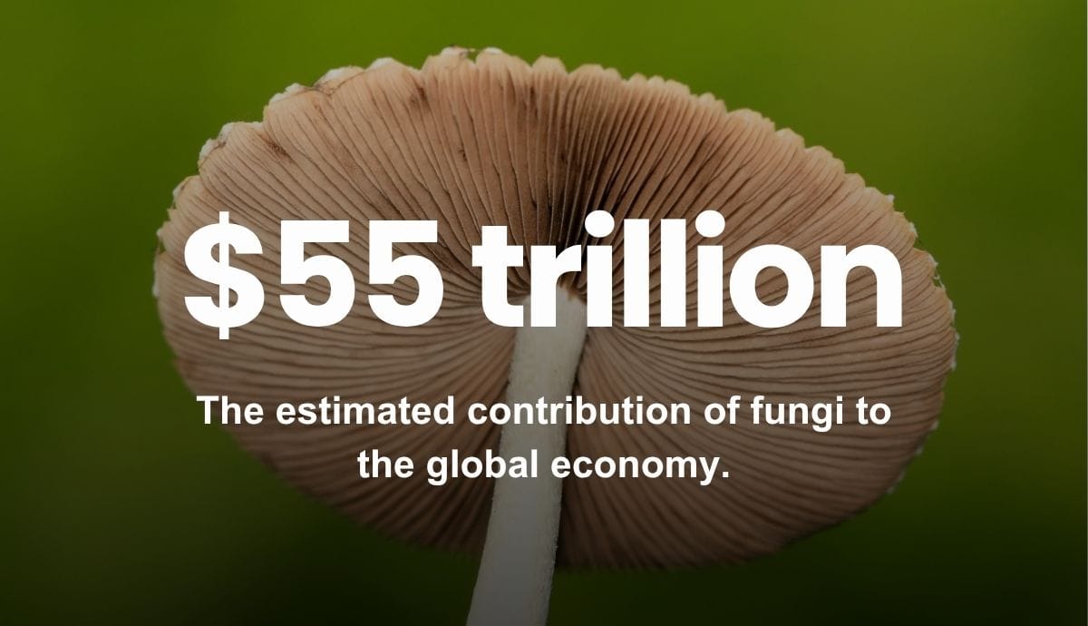 $55 trillion - The estimated contribution of fungi to the global economy.