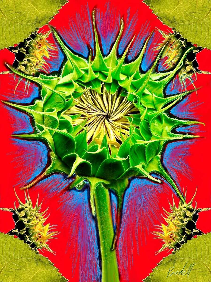 Closed Sunflower "Misery"