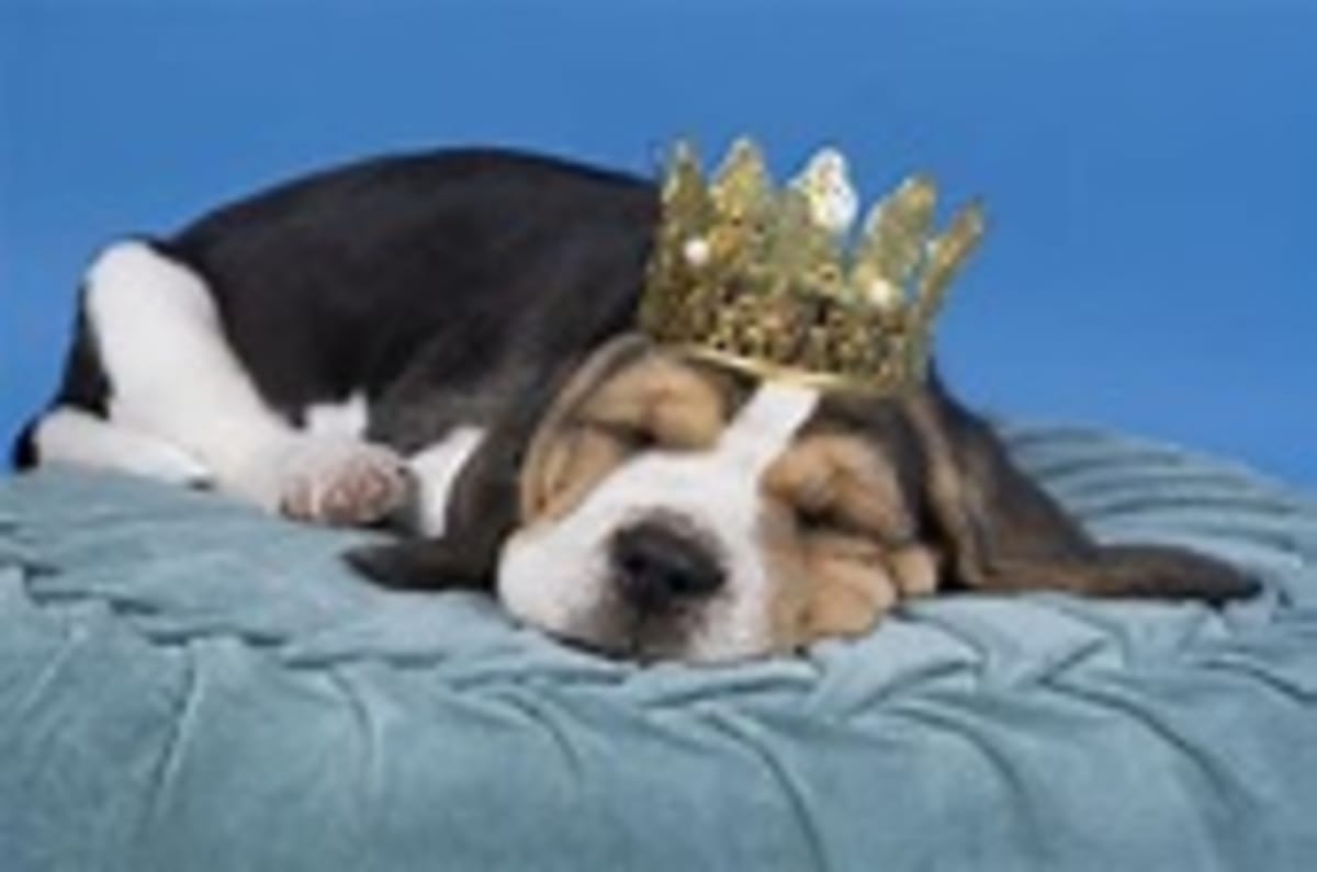 The Regal Beagle