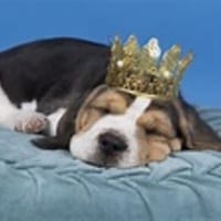 The Regal Beagle logo