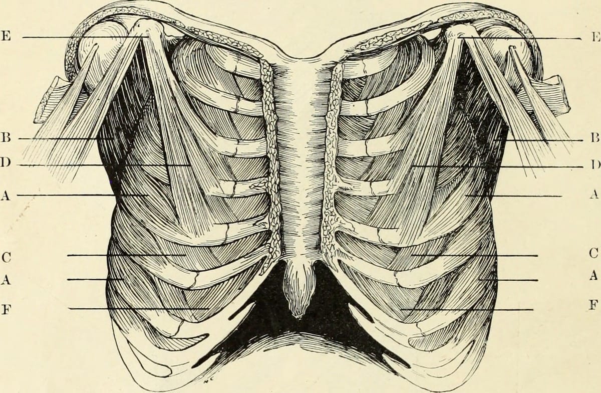 I Have a Ribcage; You Have a Ribcage