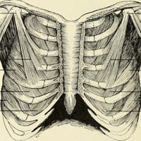 I Have a Ribcage; You Have a Ribcage logo