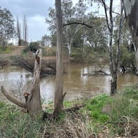 Minty Fresh Yarns logo