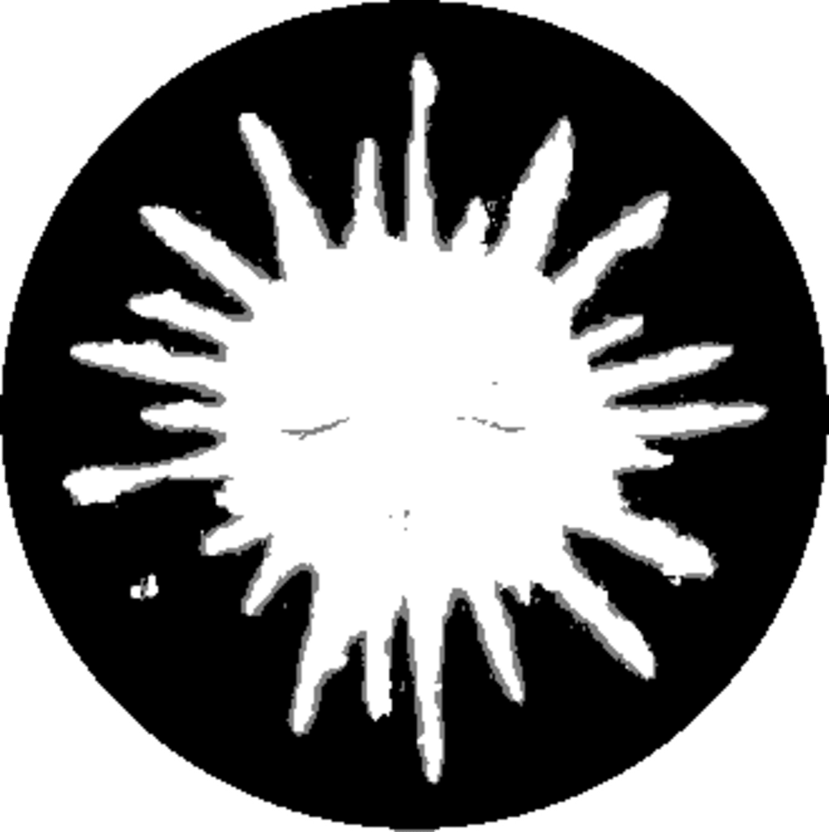 Sunseekers Global