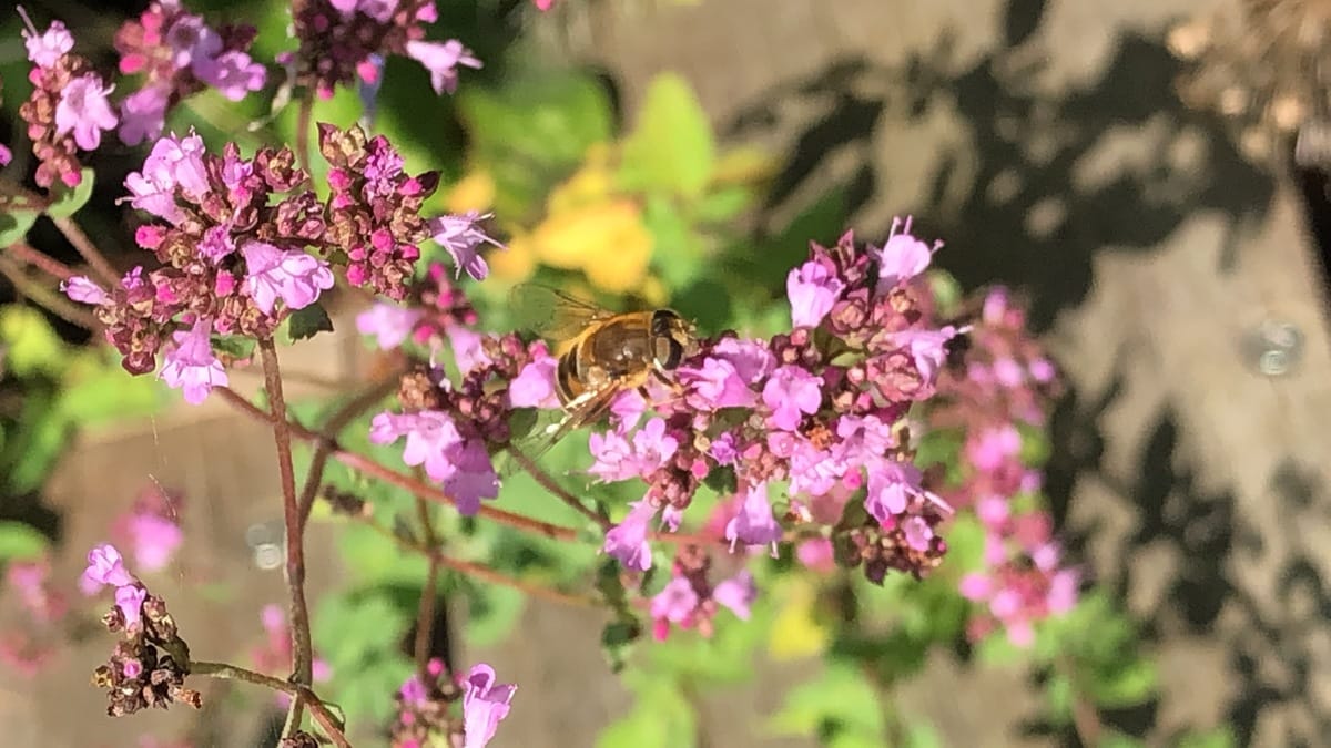 Goeieplantjes nieuwsbrief