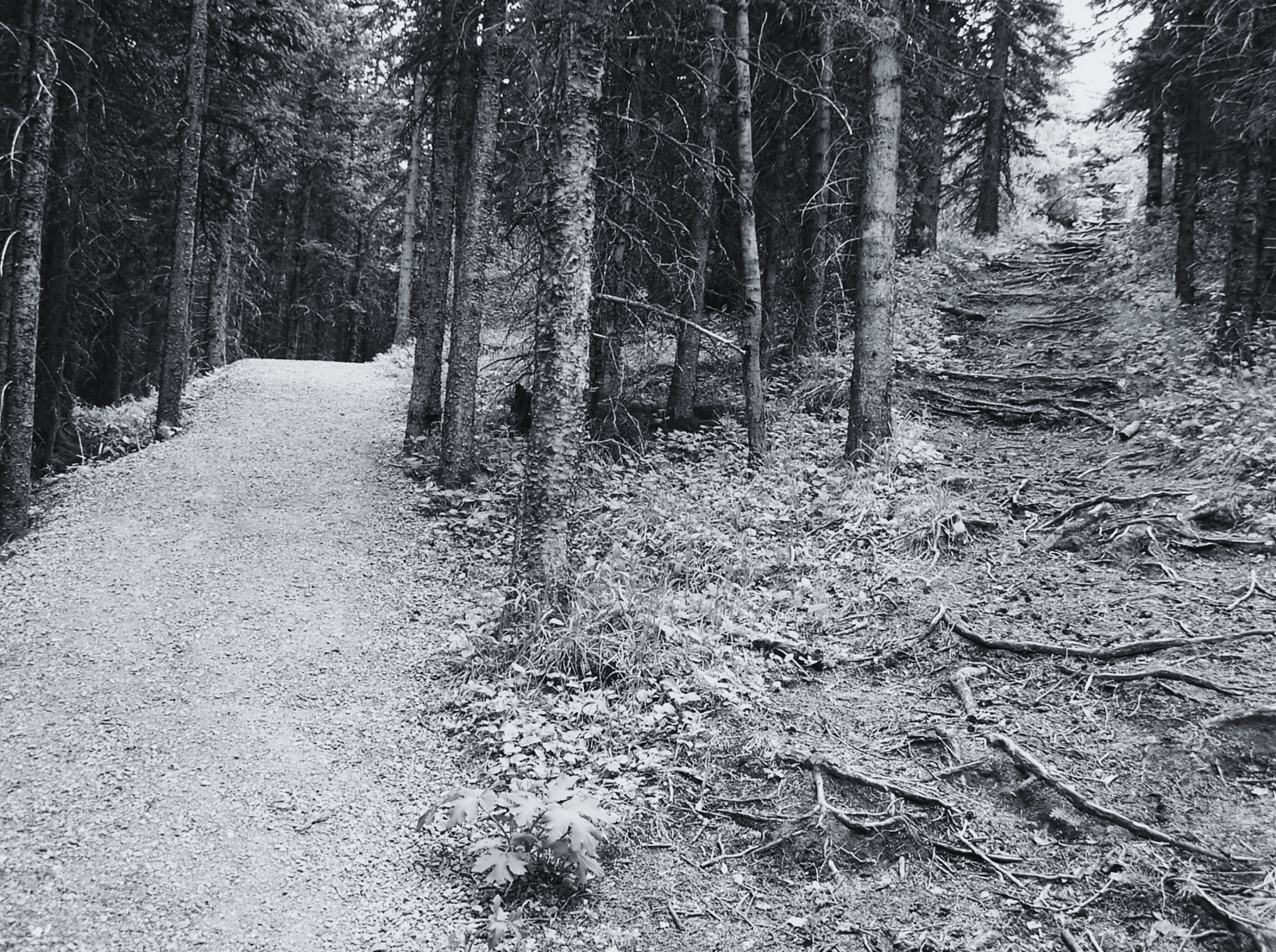 Adventuring through the Canadian Rockies