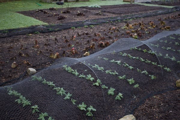 A chance to plan your cropping all through the year