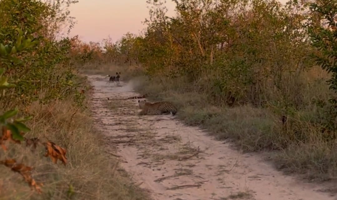 Wild Dogs Gang Up On Leopard During Hunt