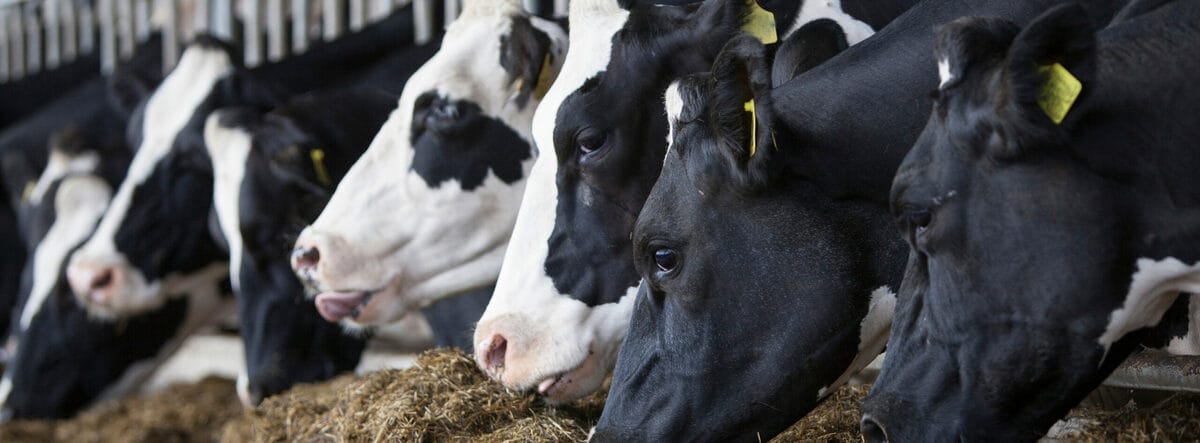 BC dairy farmers dumped 7.5M litres of milk in November