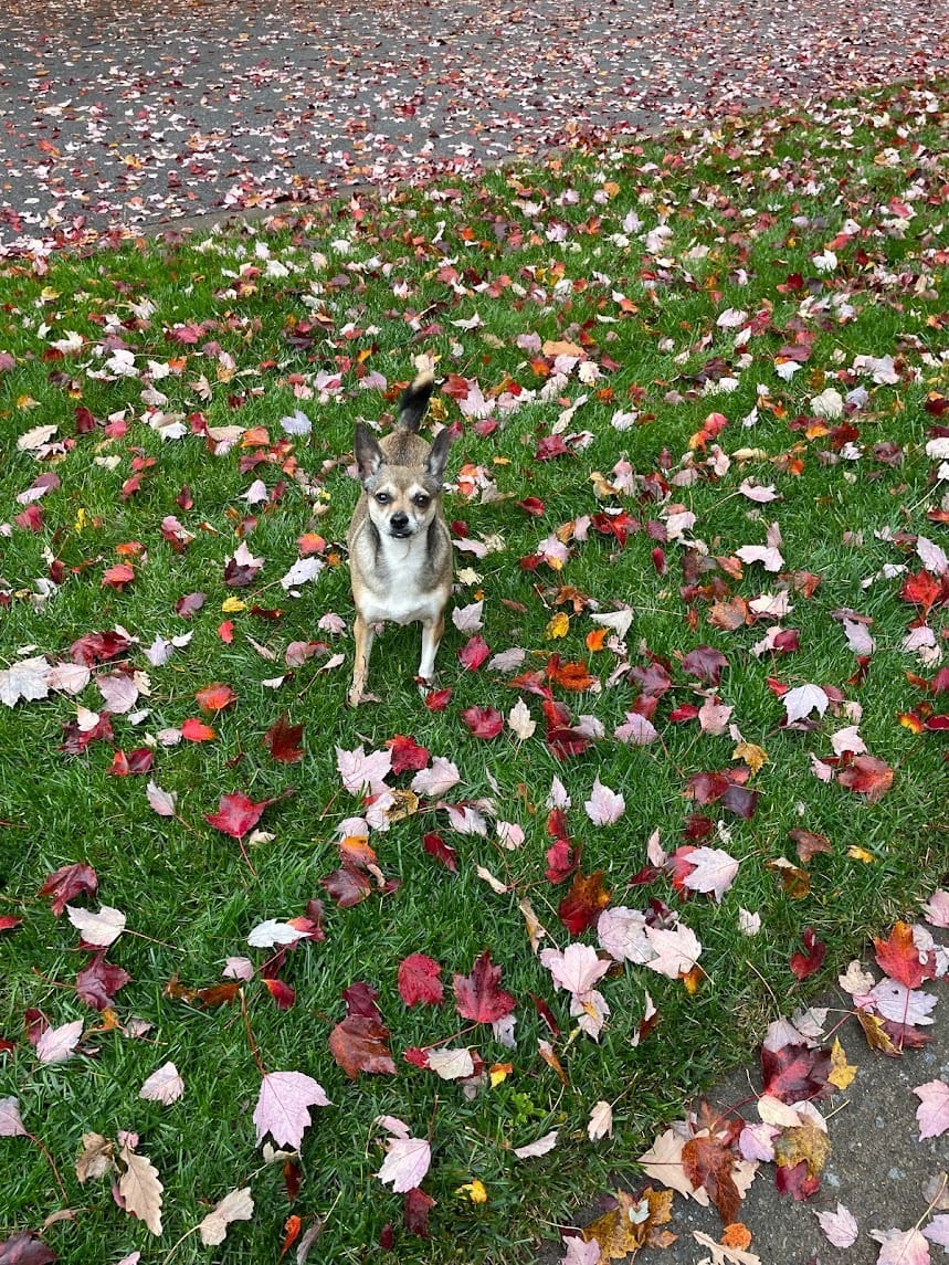Adventuring through the Canadian Rockies