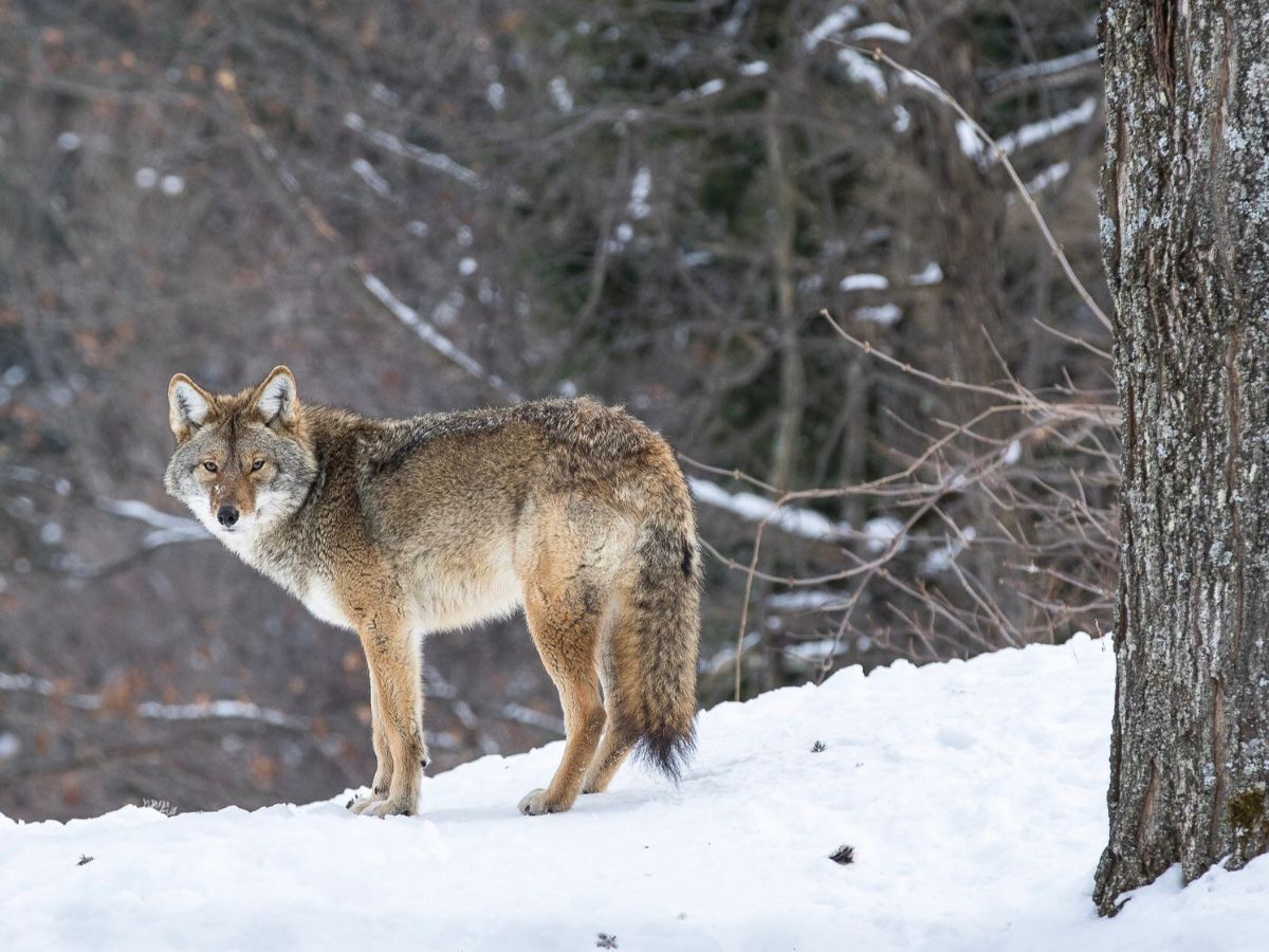 Adventuring through the Canadian Rockies