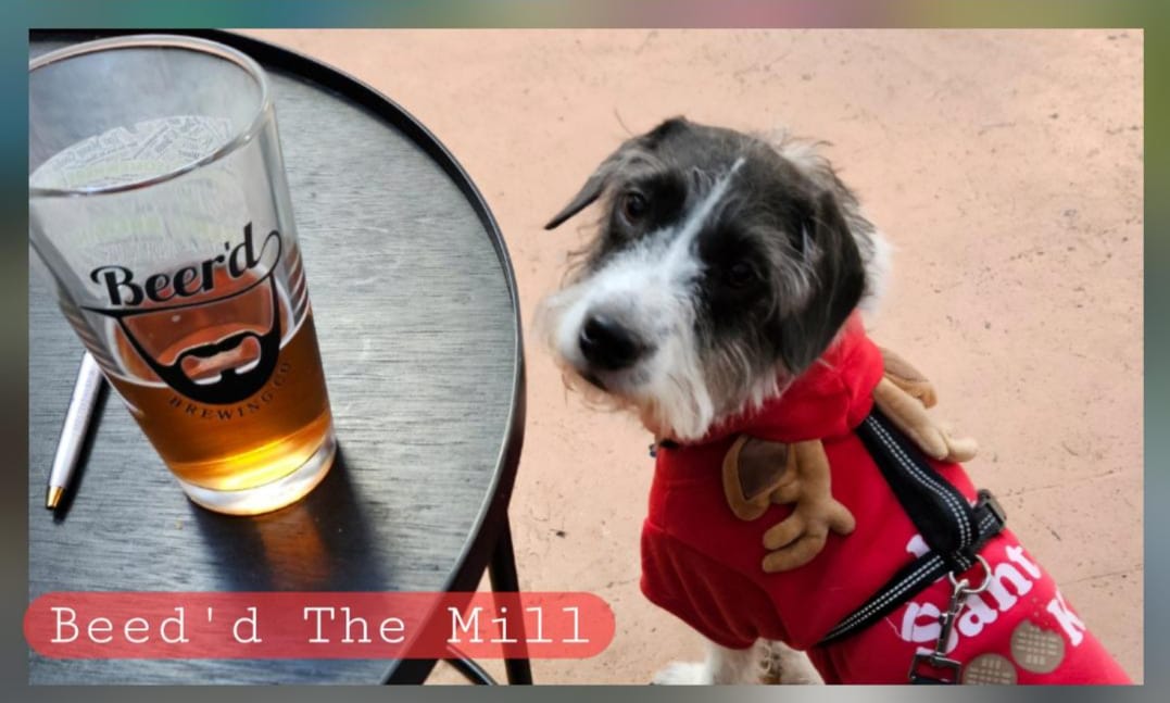 Dog-Friendly Brewery Adventures Across Connecticut