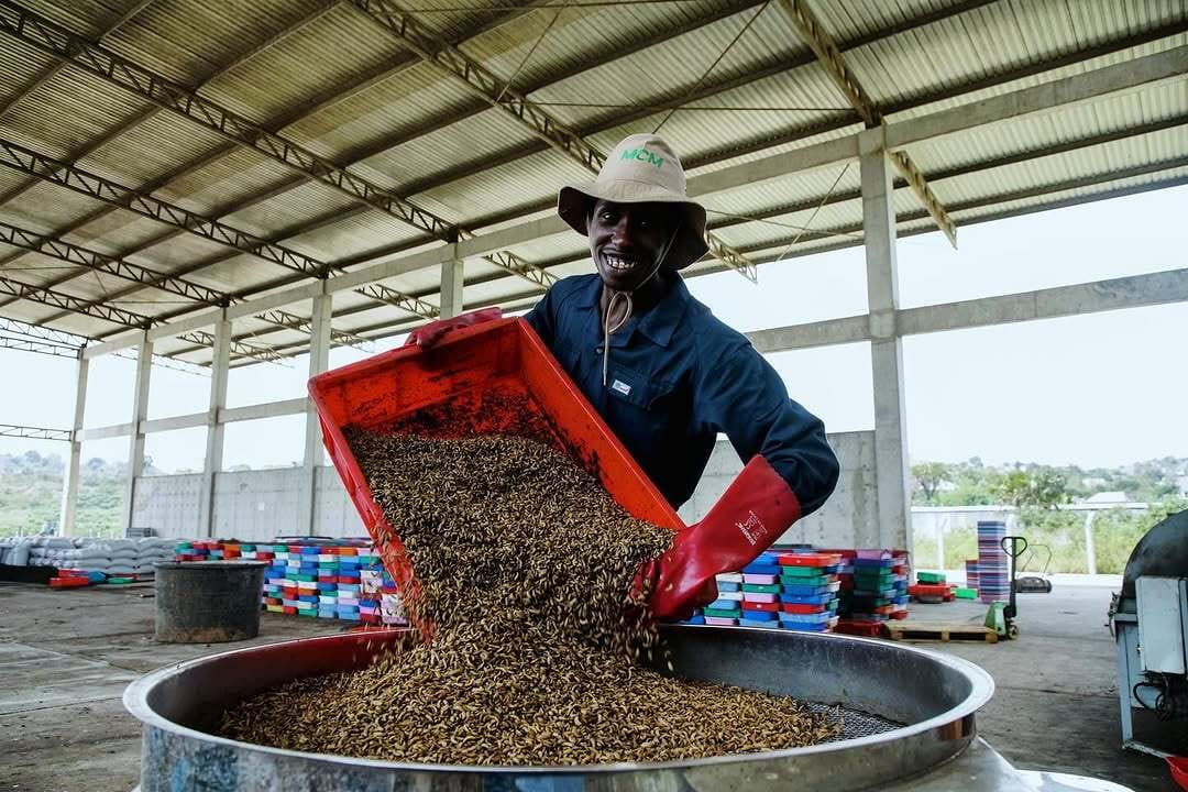 Africa’s New Protein Comes on Six Legs