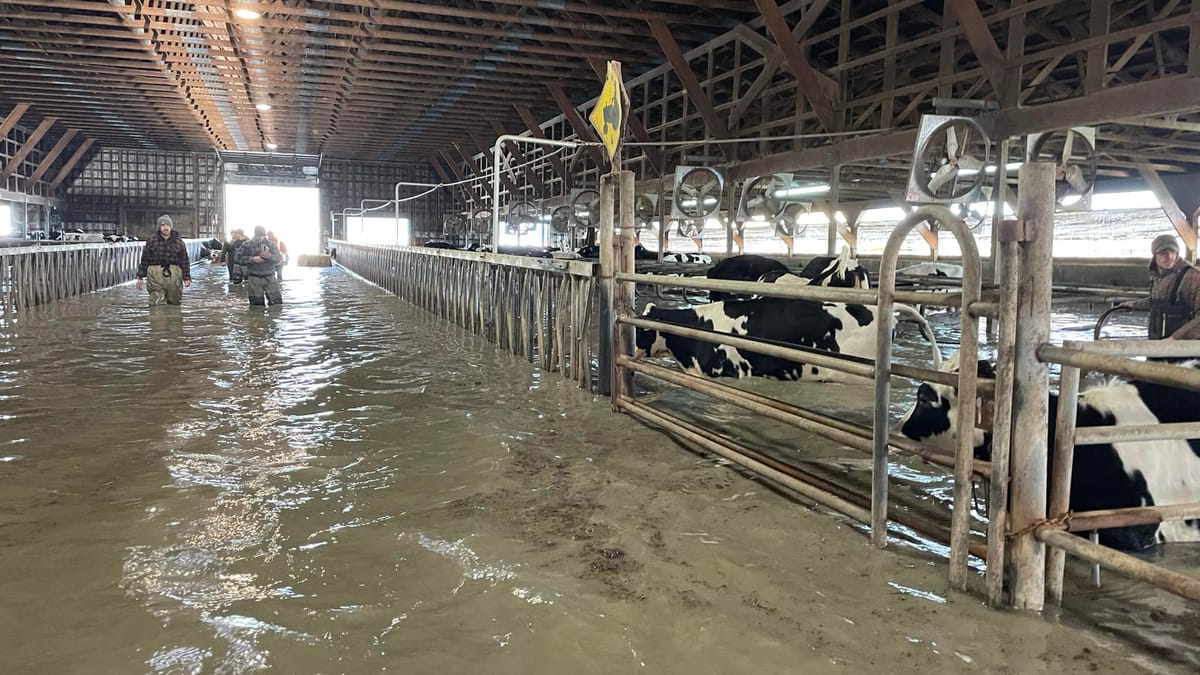 One day at a time: tackling the Fraser Valley’s dairy crisis