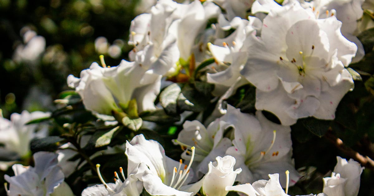 Tyler's azalea season has arrived 🌸 Here's what's going on