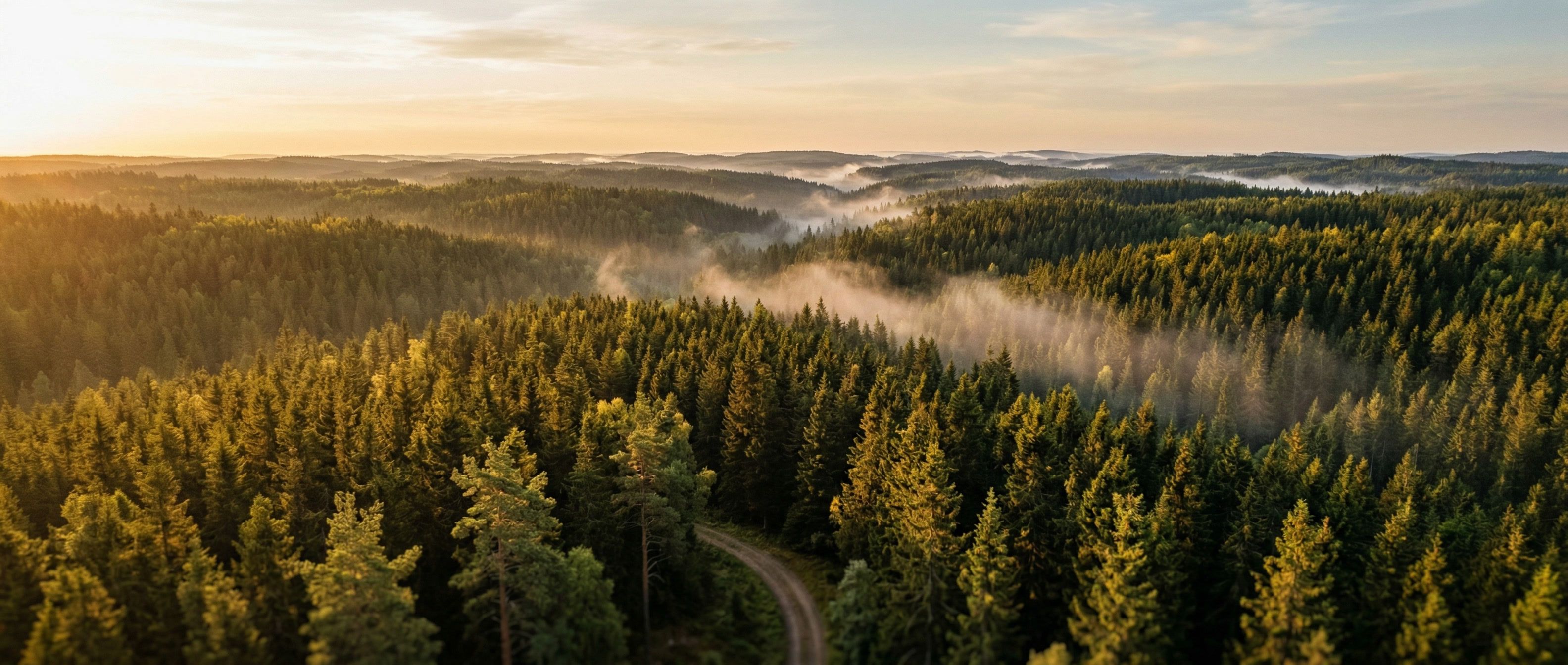 European Forestry Pulse #77 🌲