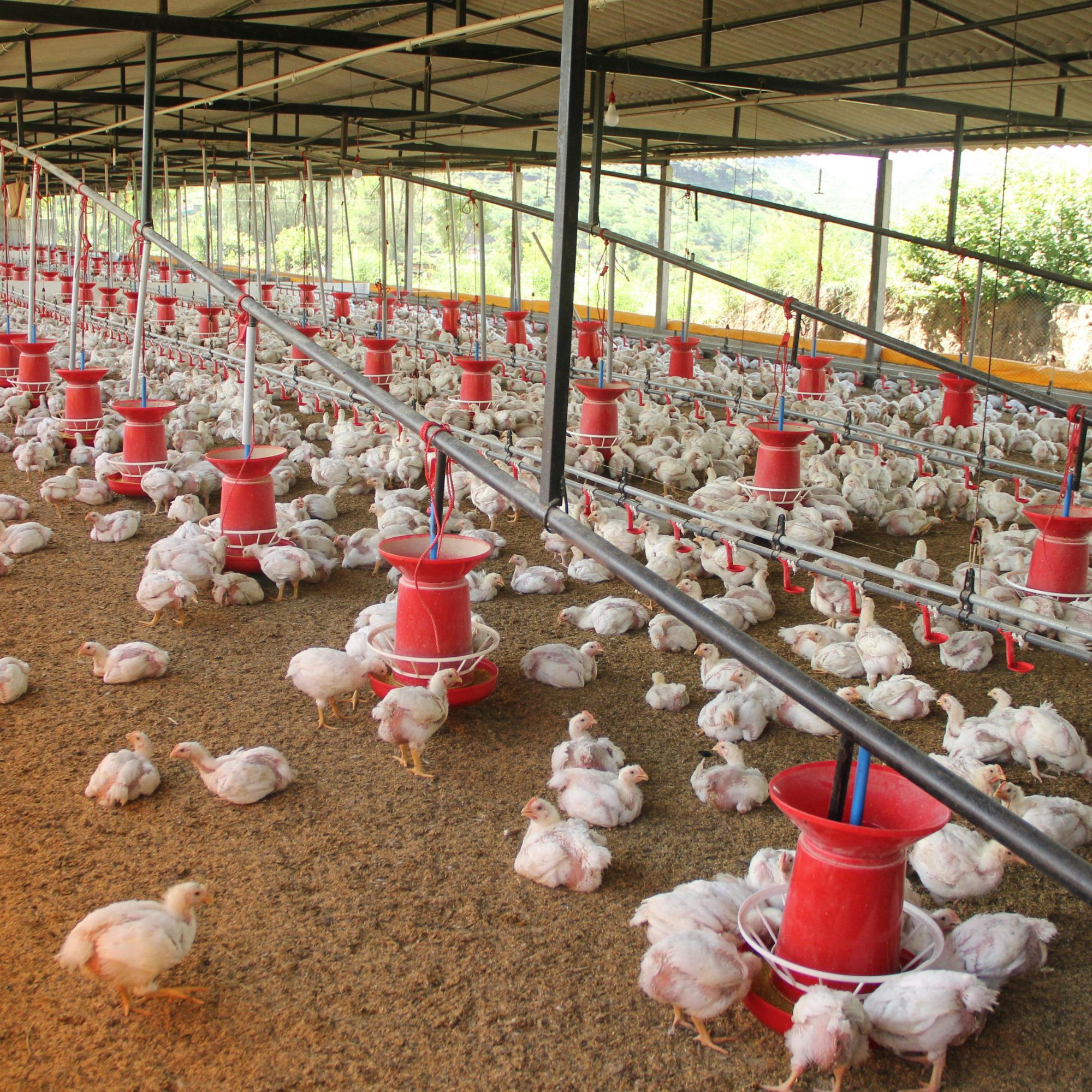 Is your chicken being fed rocks?