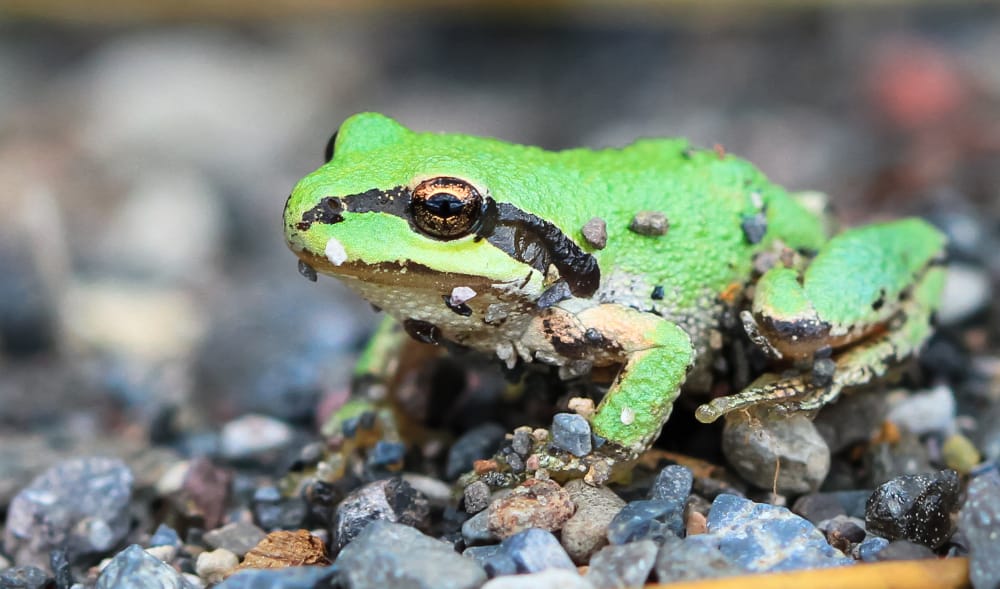 Meet your local frog neighbours—and invaders