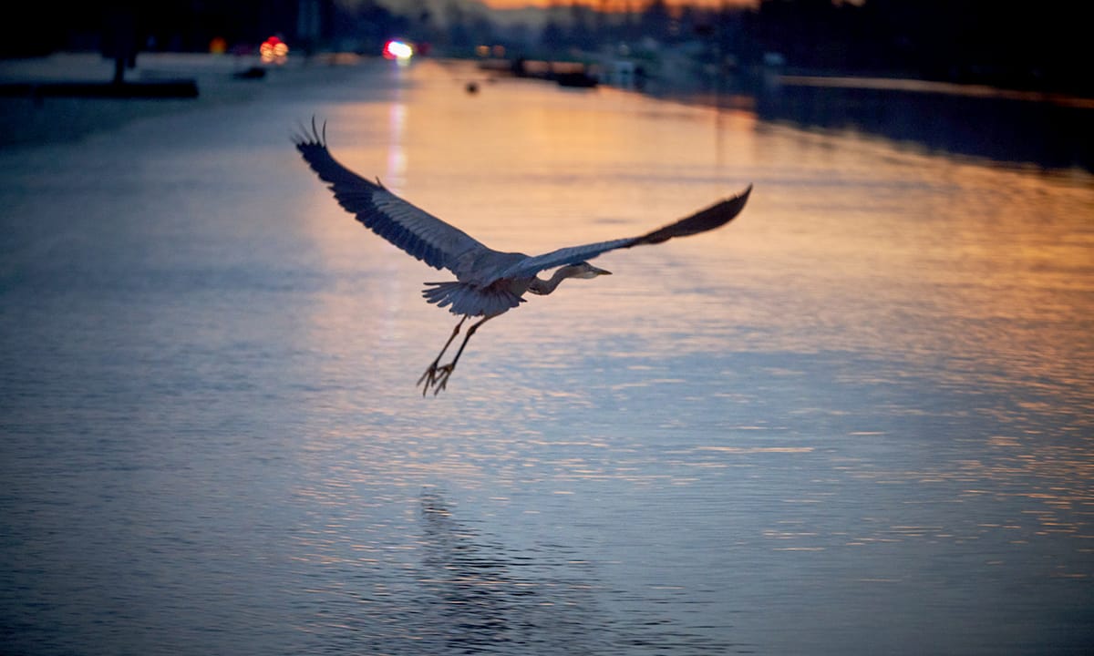 ‘People are not going to be okay for a very long time’: the mental toll of the Fraser Valley floods