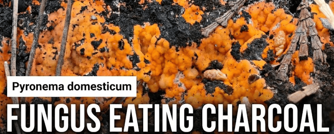 This Fungus Eats Charcoal 